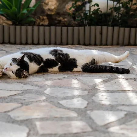 Nikos & Vassilis Kefalonia Vlachata